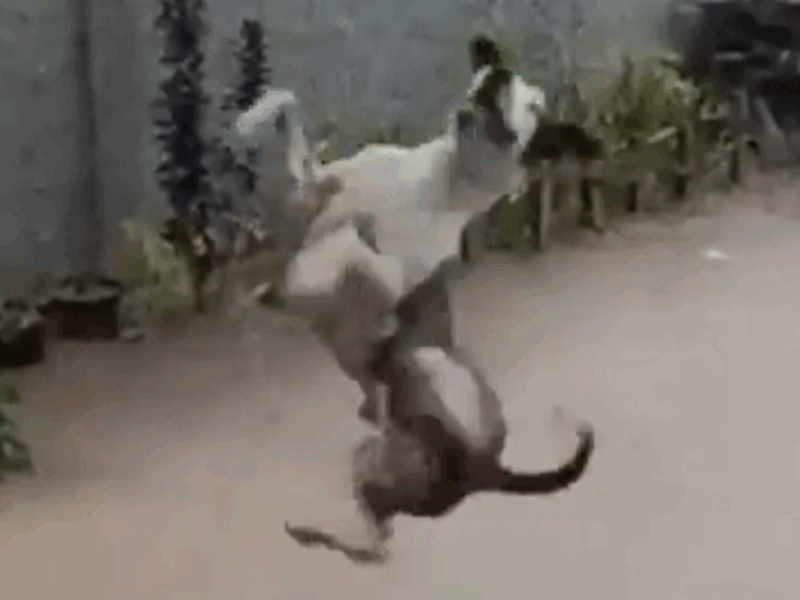 perro salta en la lluvia