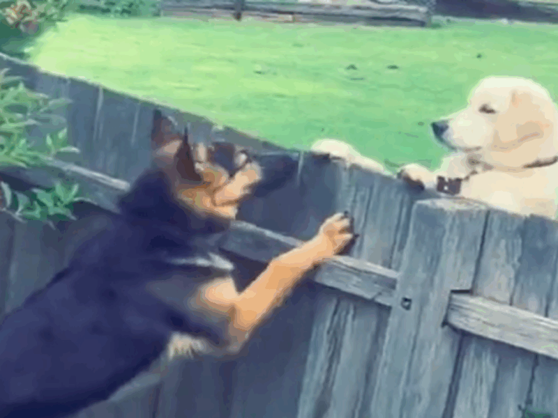 perro le da la bienvenida