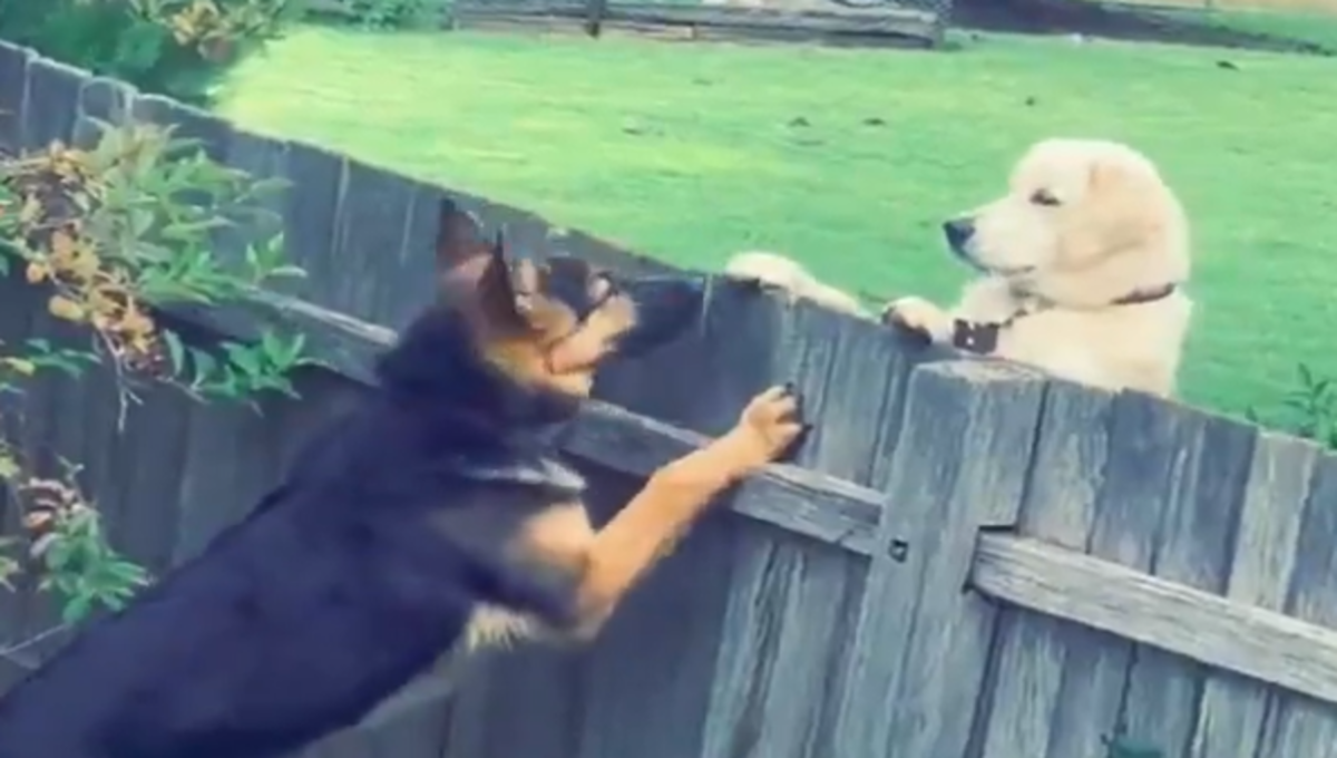 perro le da la bienvenida