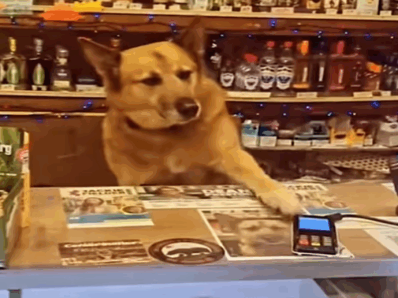 perro atiende tienda