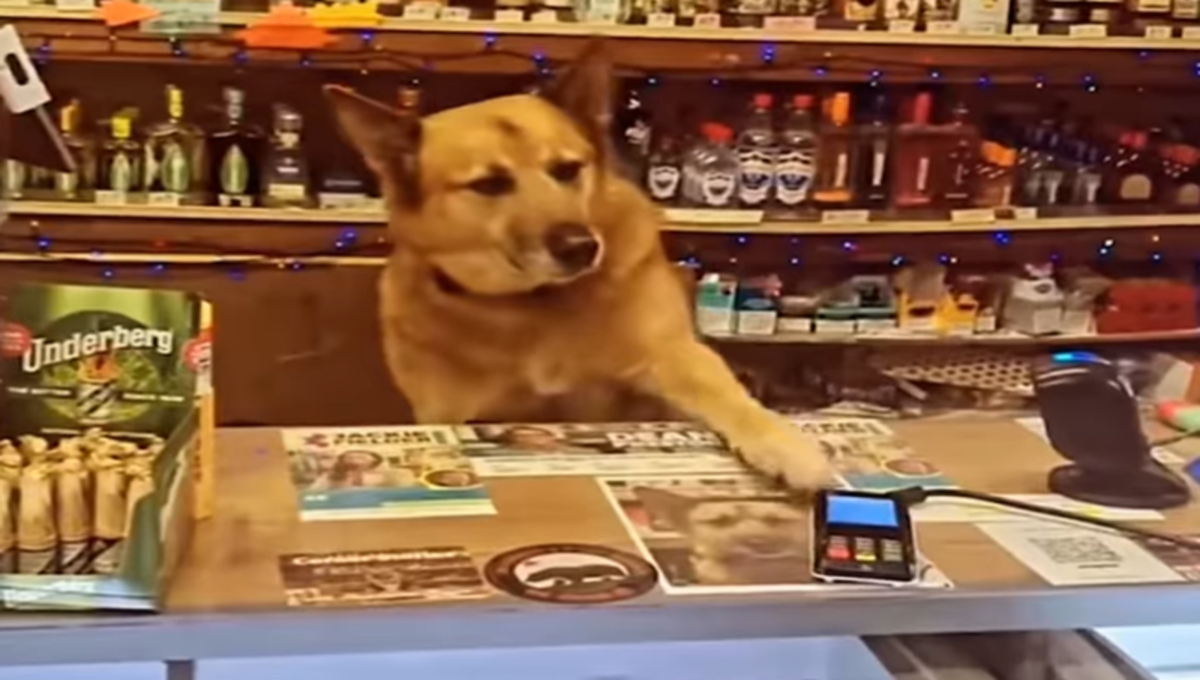 perro atiende tienda