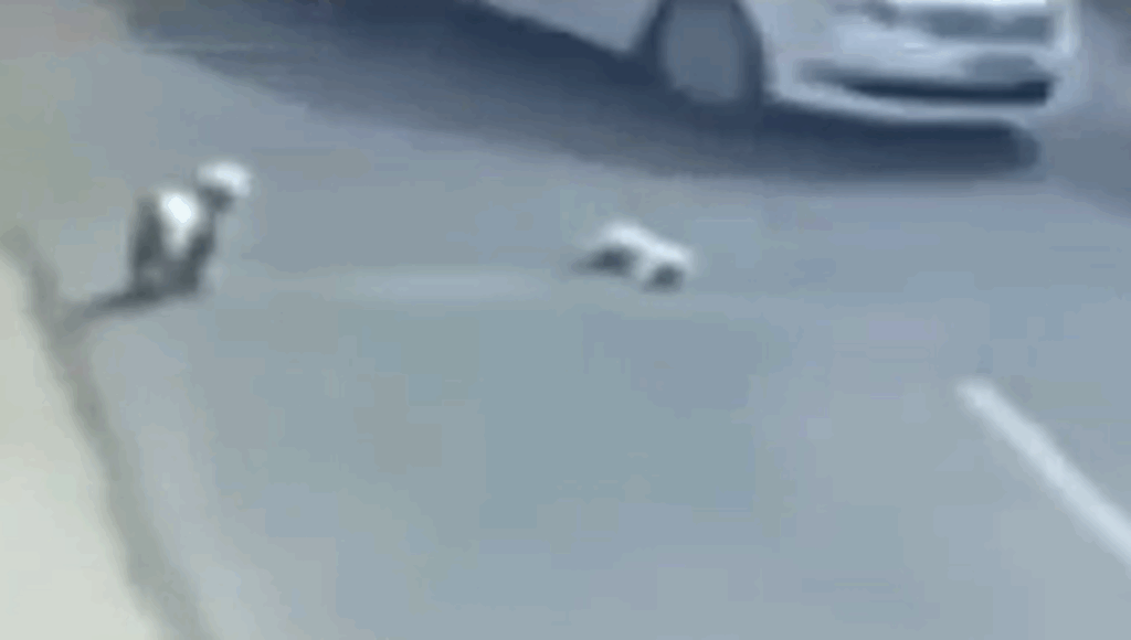 perros callejeros rescatan a perro