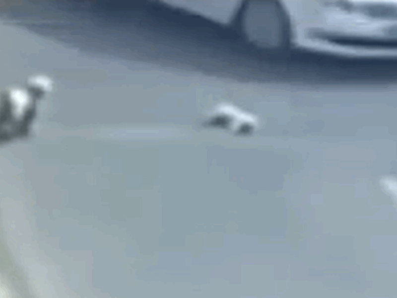 perros callejeros rescatan a perro