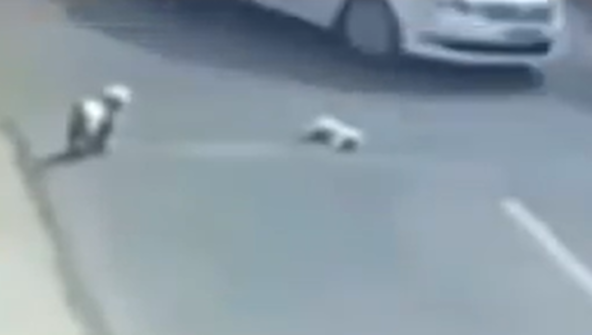perros callejeros rescatan a perro