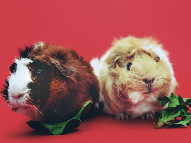 Revelan que las personas gastan más en sus mascotas que en su salud
