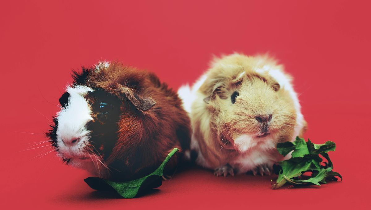 Revelan que las personas gastan más en sus mascotas que en su salud