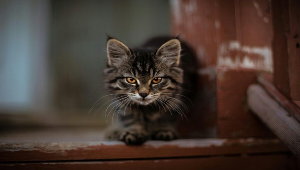 gatos tienen miedo a los pepinos
