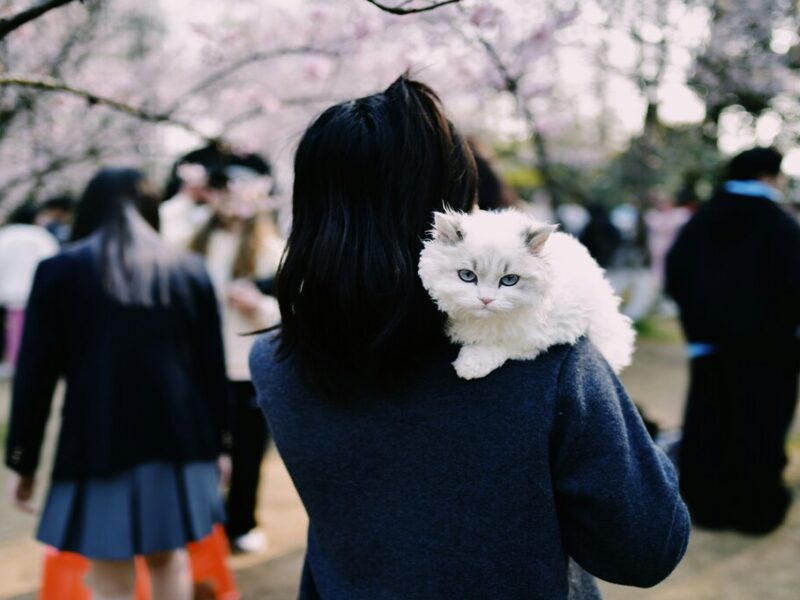 gatos prefieren a las mujeres