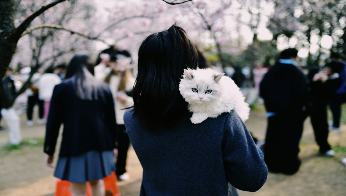 gatos prefieren a las mujeres