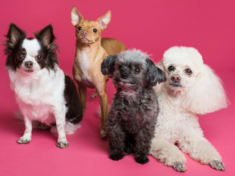 ¿Por qué los perros pequeños viven más que los grandes?