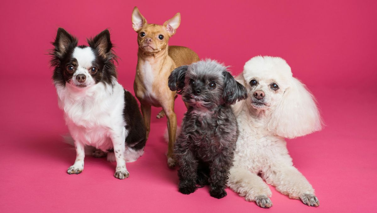 ¿Por qué los perros pequeños viven más que los grandes?