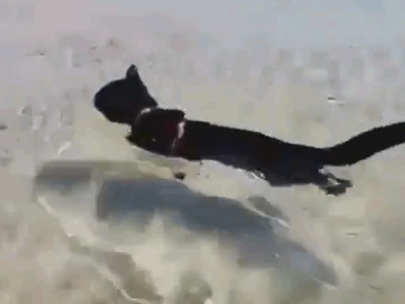 gatos nadan