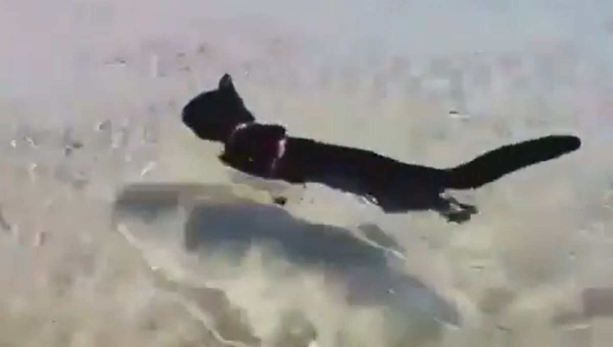 gatos nadan