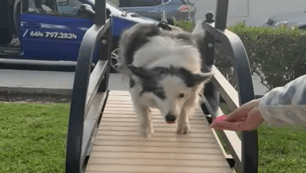gimnasio para mascotas en Tijuana