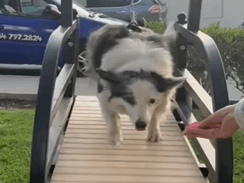 gimnasio para mascotas en Tijuana