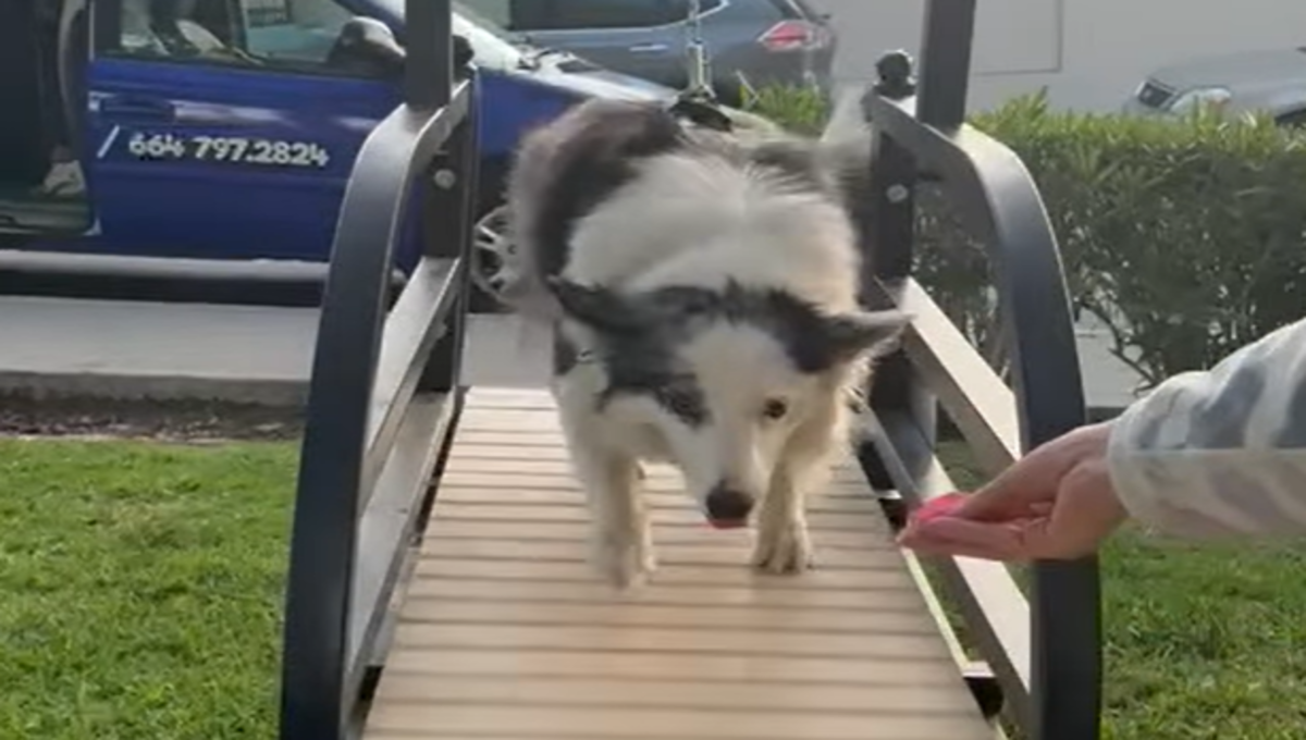 gimnasio para mascotas en Tijuana