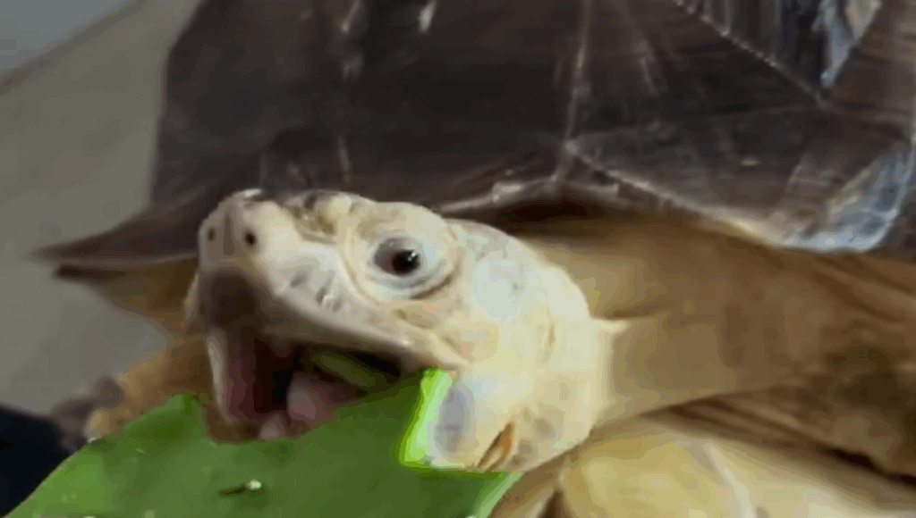 tortuga come nopal