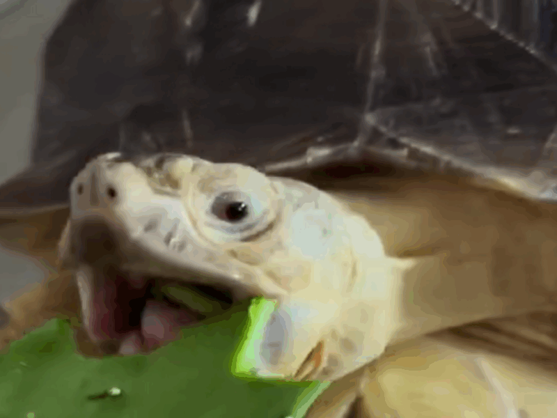 tortuga come nopal