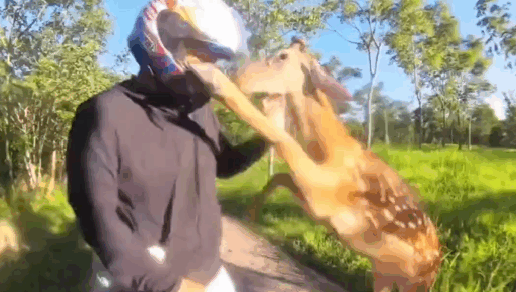venado ataca a motociclista