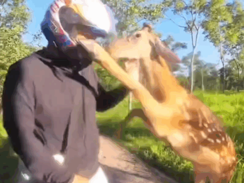venado ataca a motociclista
