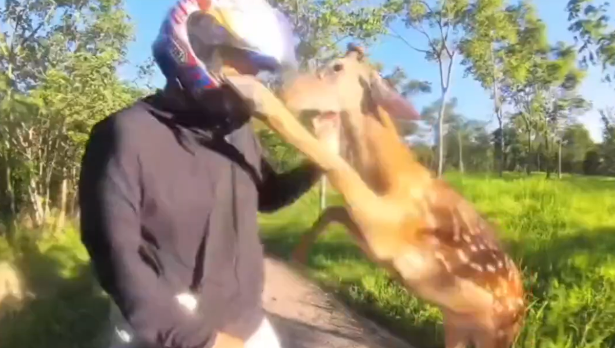 venado ataca a motociclista