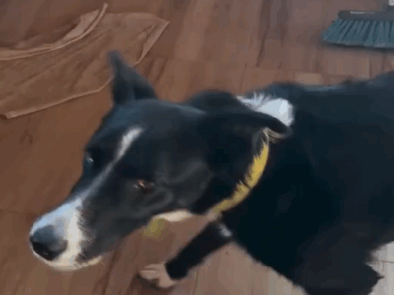 dejar salir a perro a jugar