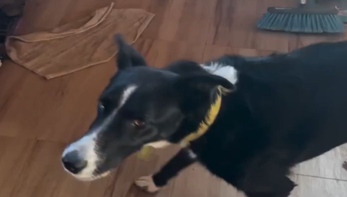 dejar salir a perro a jugar
