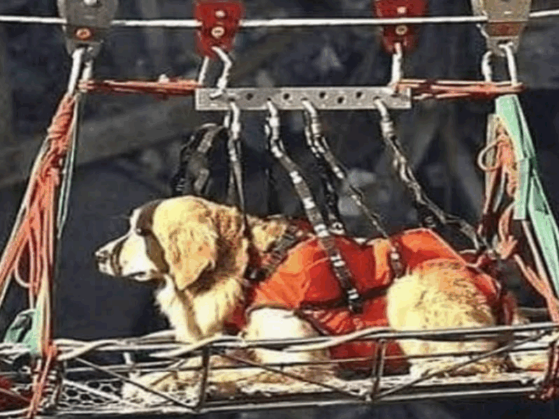 perro rescatista del 9 11