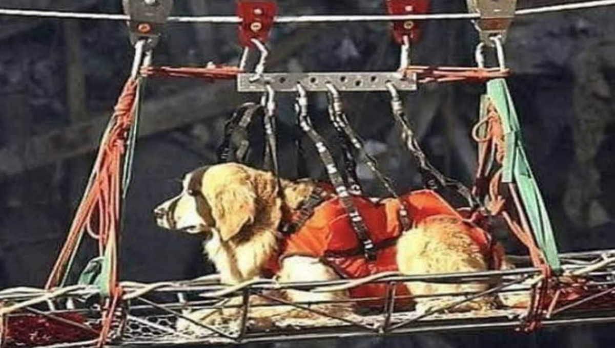 perro rescatista del 9 11