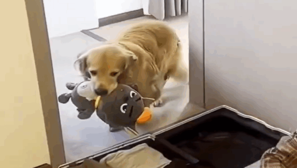 perro lleva peluche a su dueño