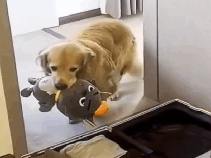perro lleva peluche a su dueño