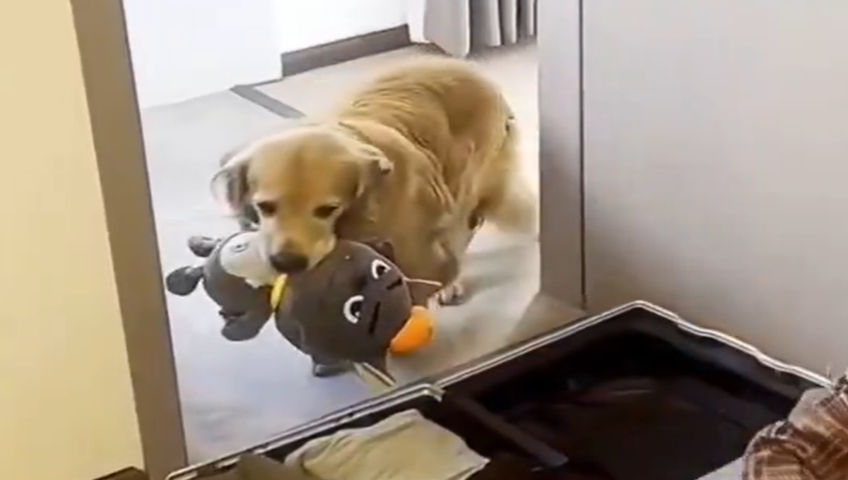 perro lleva peluche a su dueño
