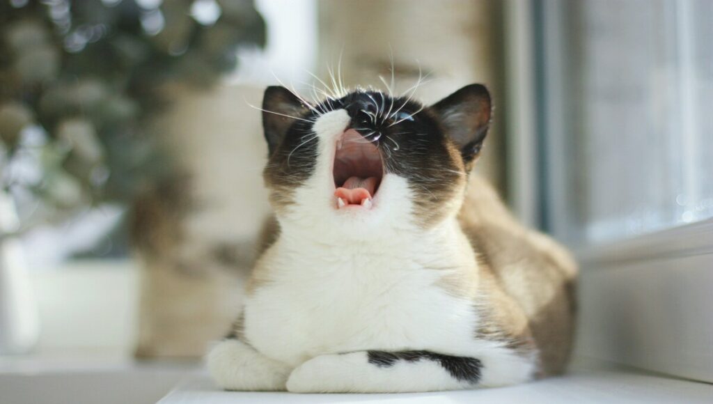 gatos duermen sobre su lado izquierdo