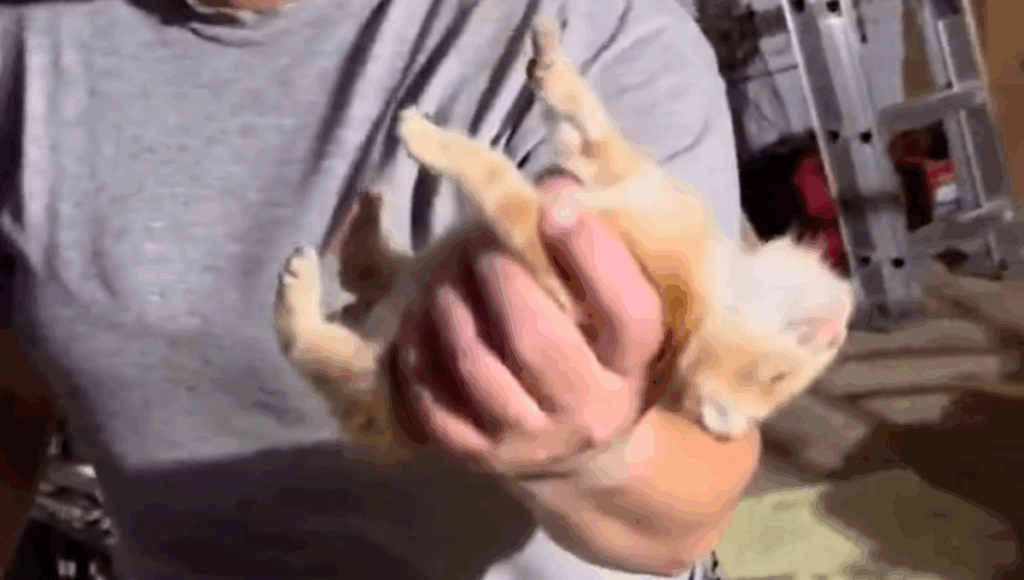 gato se hace pasar por muerto
