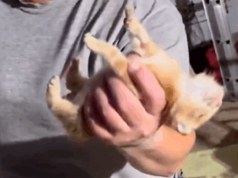 gato se hace pasar por muerto