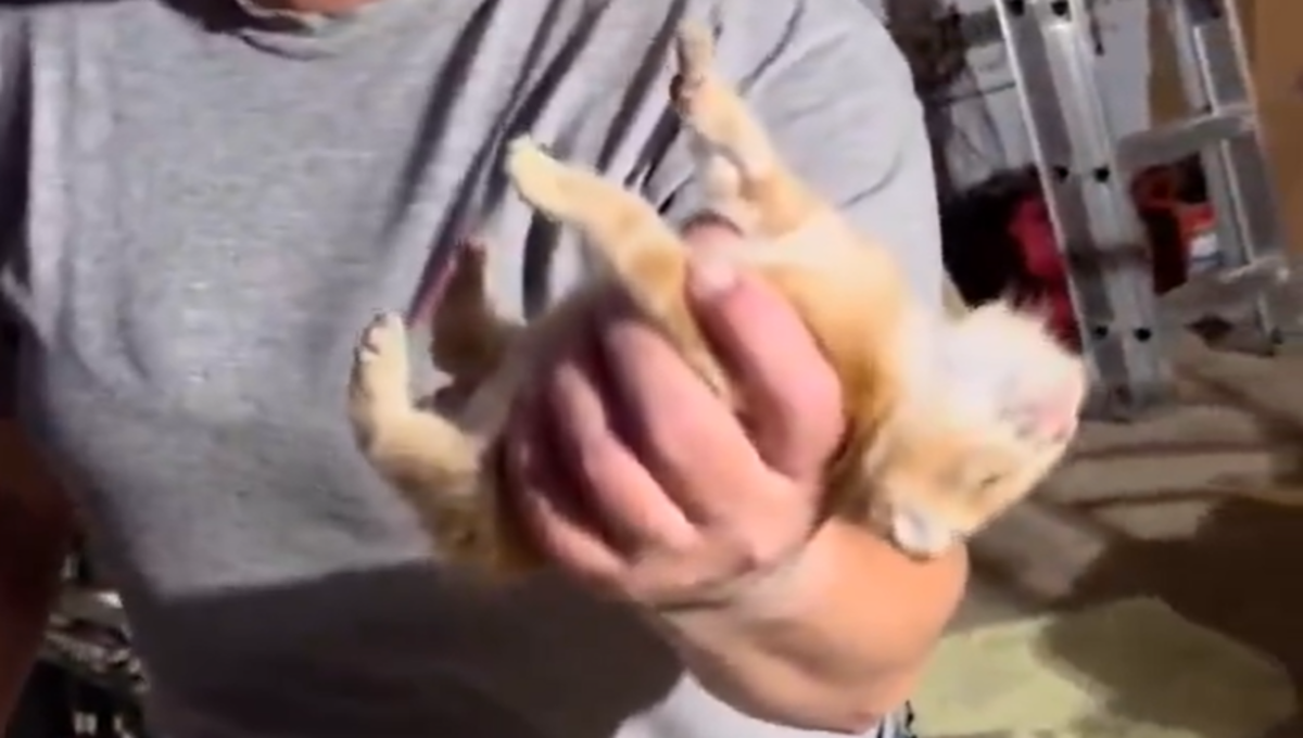 gato se hace pasar por muerto