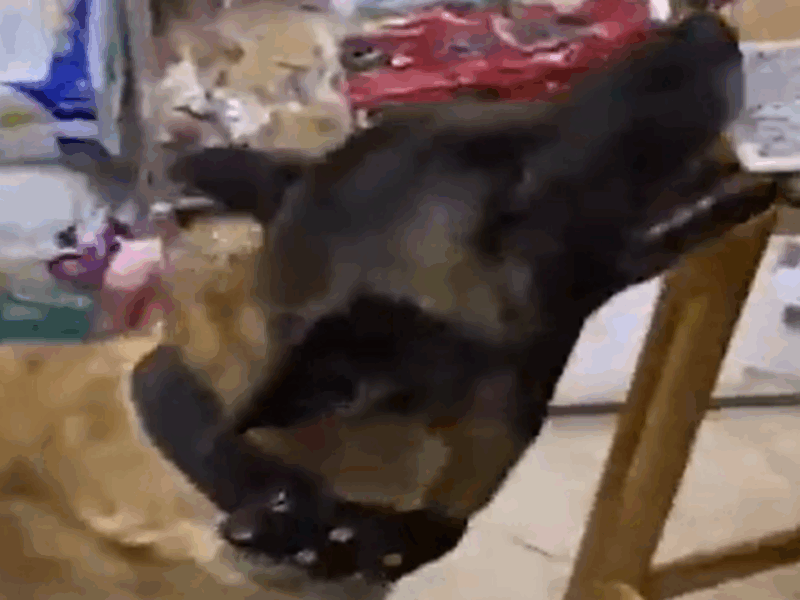 perrito atiende tienda