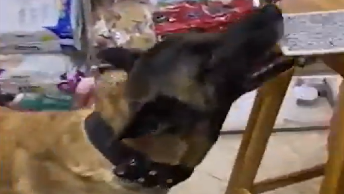 perrito atiende tienda