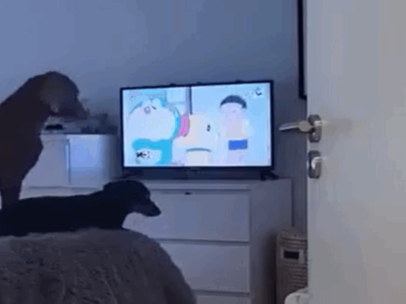 perros ven la tele