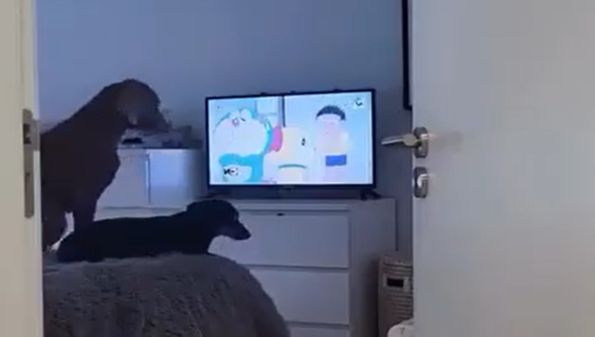perros ven la tele