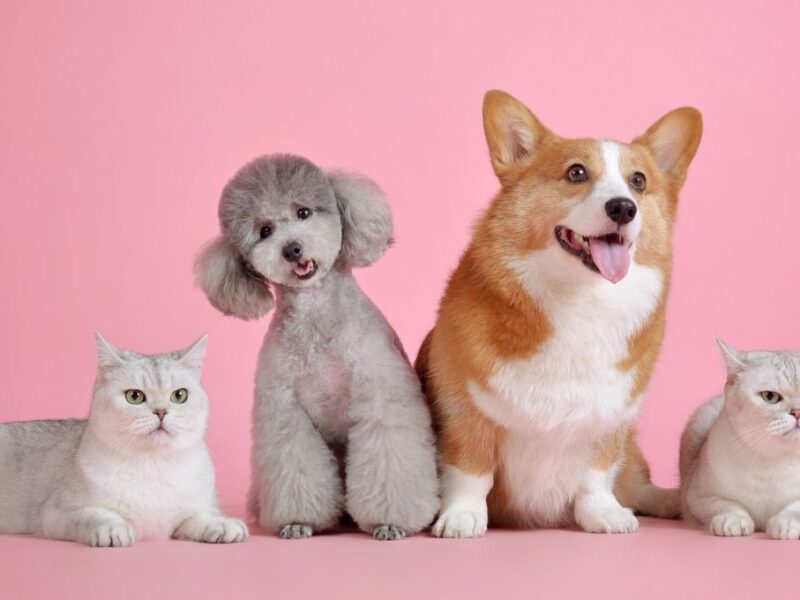 ¿Los perros son más inteligentes que los gatos?