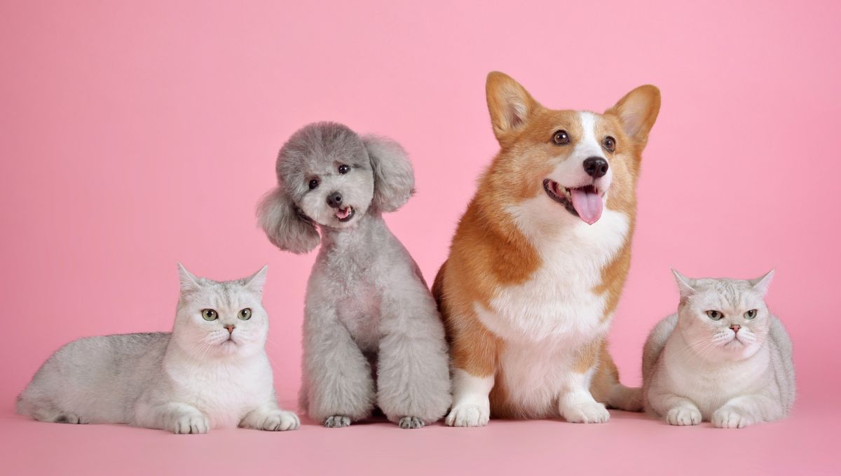 ¿Los perros son más inteligentes que los gatos?