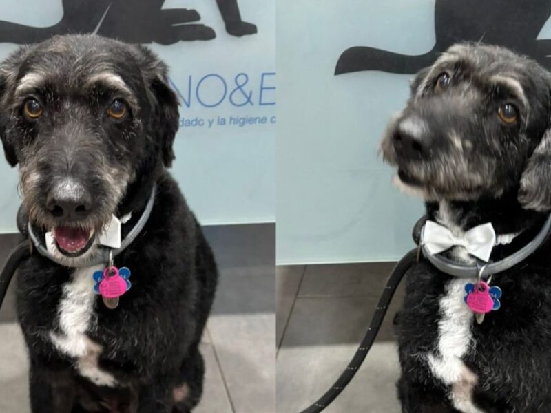 Localizan con vida a Boro el perro que desapareció tras el accidente de trenes en Adamuz