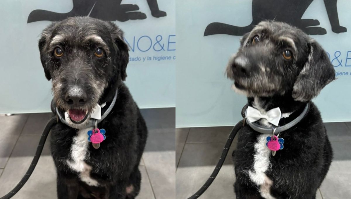 Localizan con vida a Boro el perro que desapareció tras el accidente de trenes en Adamuz