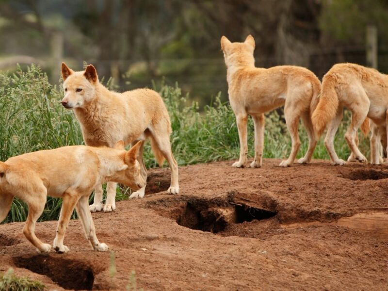 Sacrificarán dingos tras la muerte de la turista canadiense