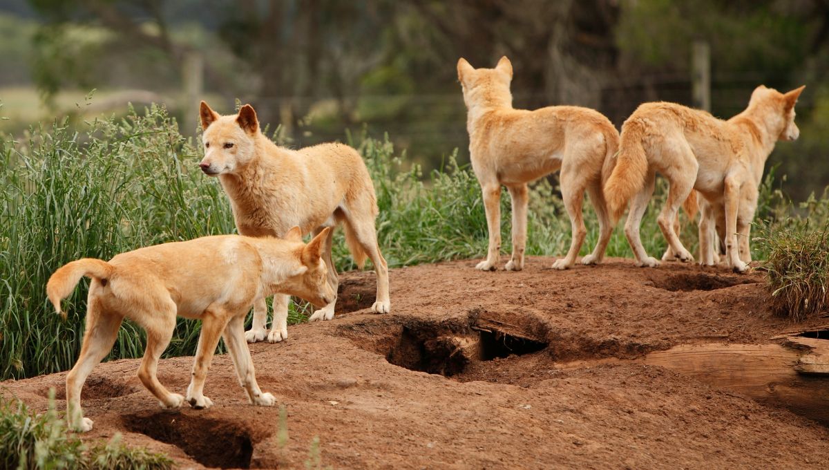 Sacrificarán dingos tras la muerte de la turista canadiense