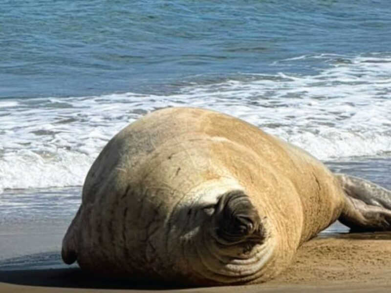 Elefante Marino llega a la playa de Nayarit