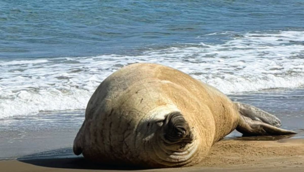 Elefante Marino llega a la playa de Nayarit