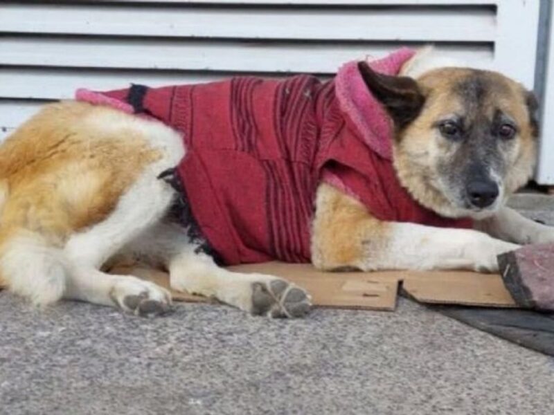 Lobita, perrita del Hospital Infantil de Morelia gana amparo