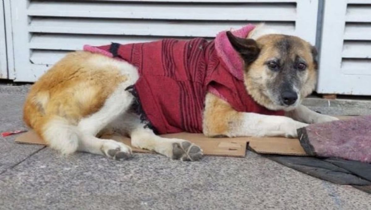 Lobita, perrita del Hospital Infantil de Morelia gana amparo